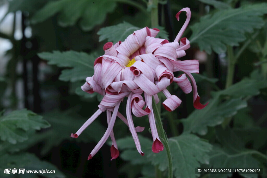 菊花  