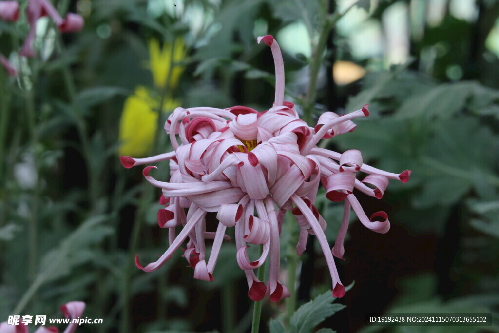 菊花 