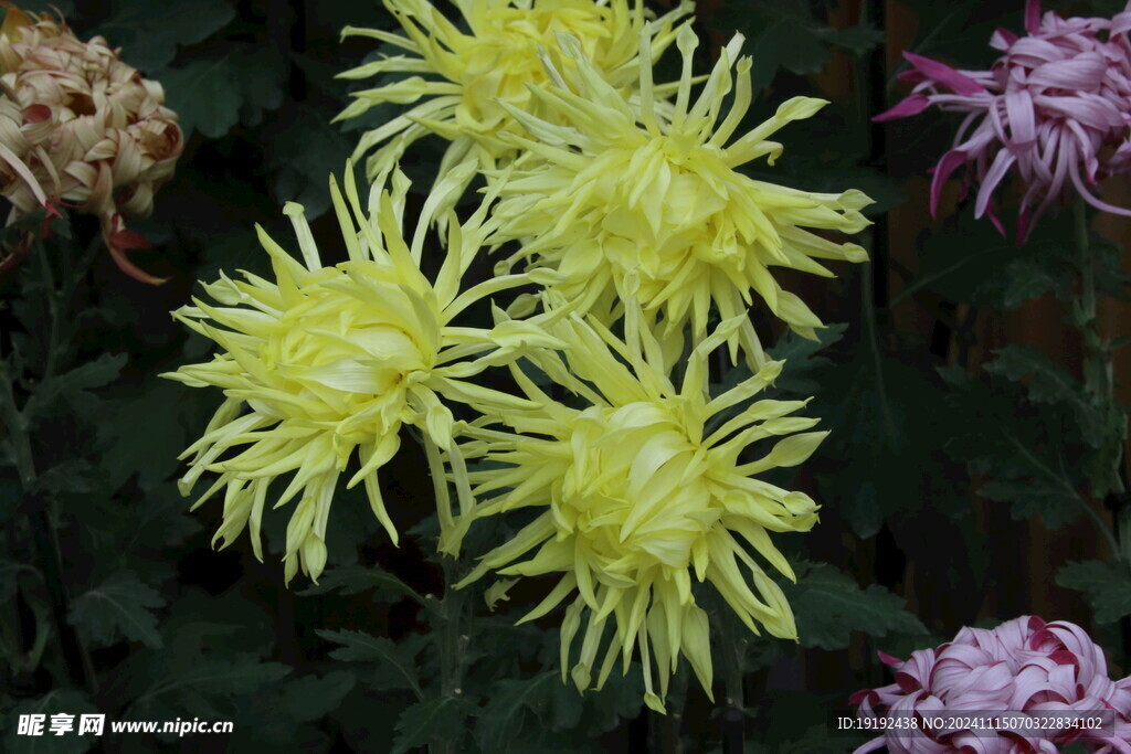 菊花  