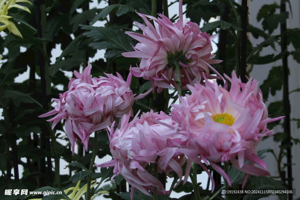 菊花  