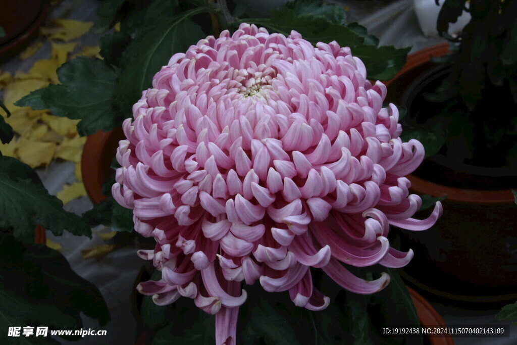 菊花  