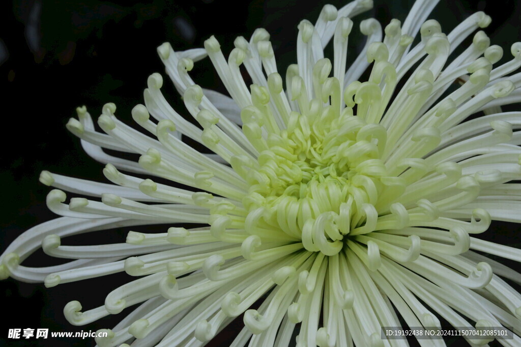 菊花 