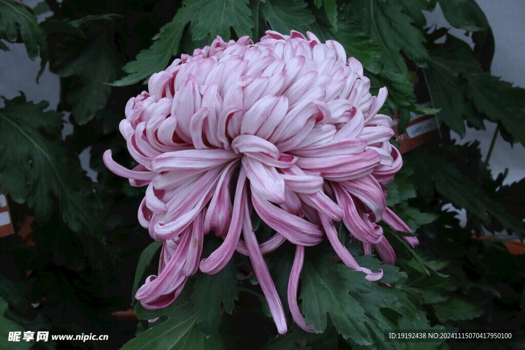 菊花  