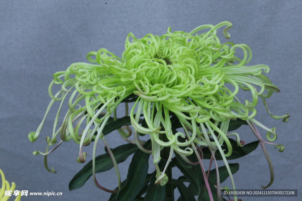 菊花  