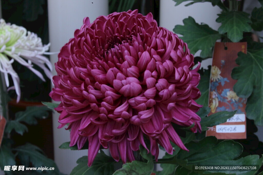 菊花  