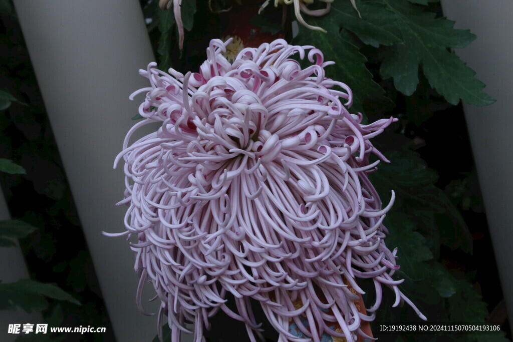 菊花  