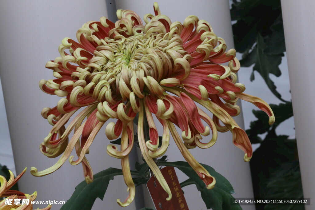 菊花 