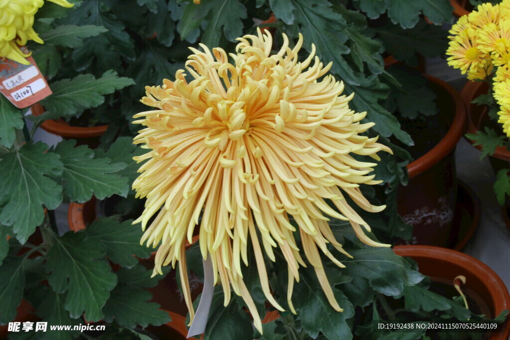 菊花 