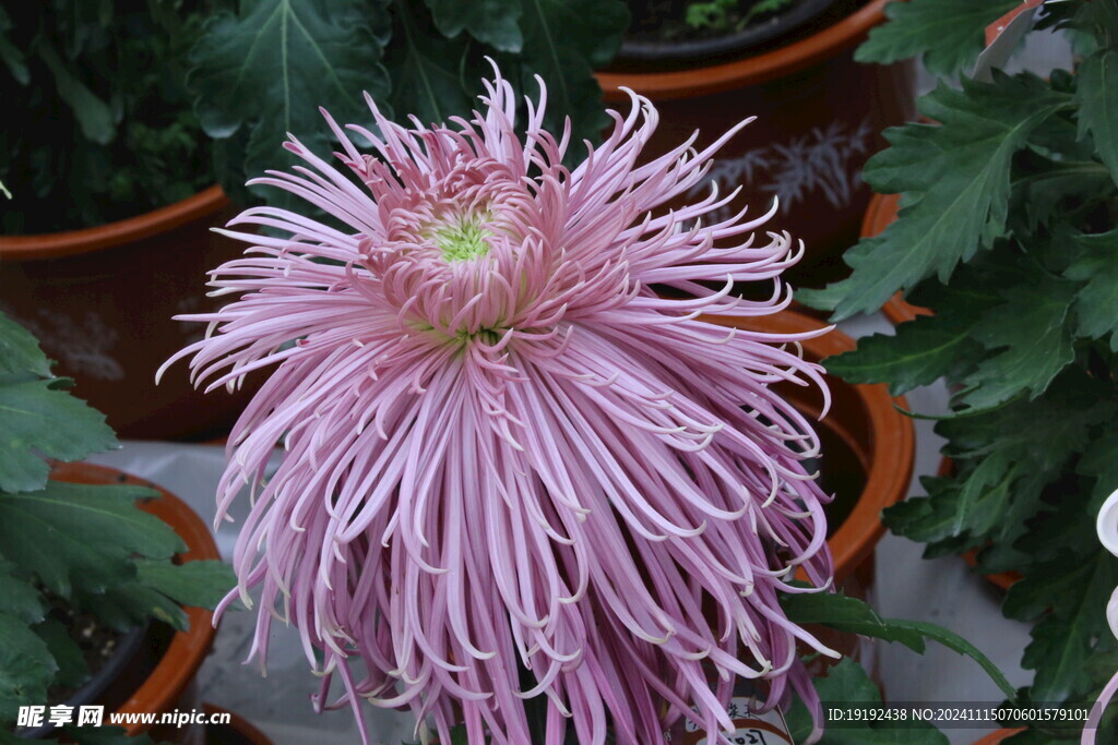 菊花 