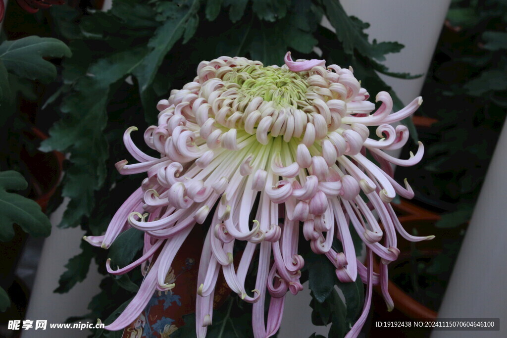 菊花 