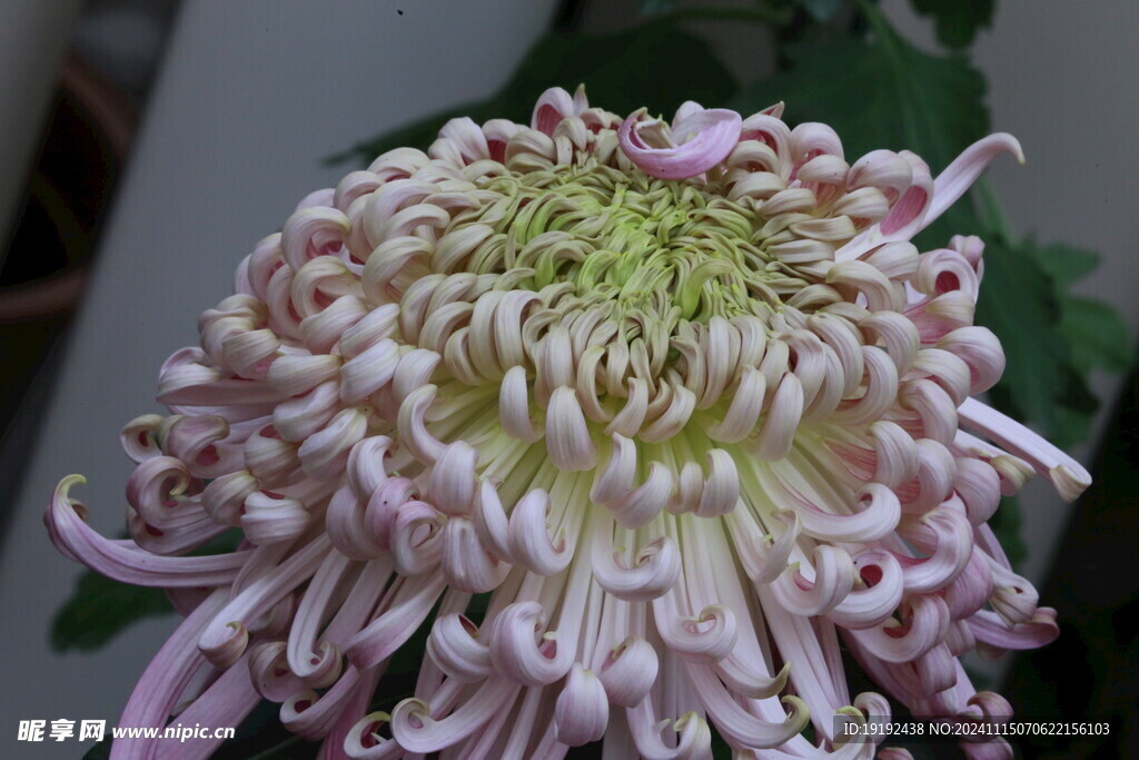 菊花 
