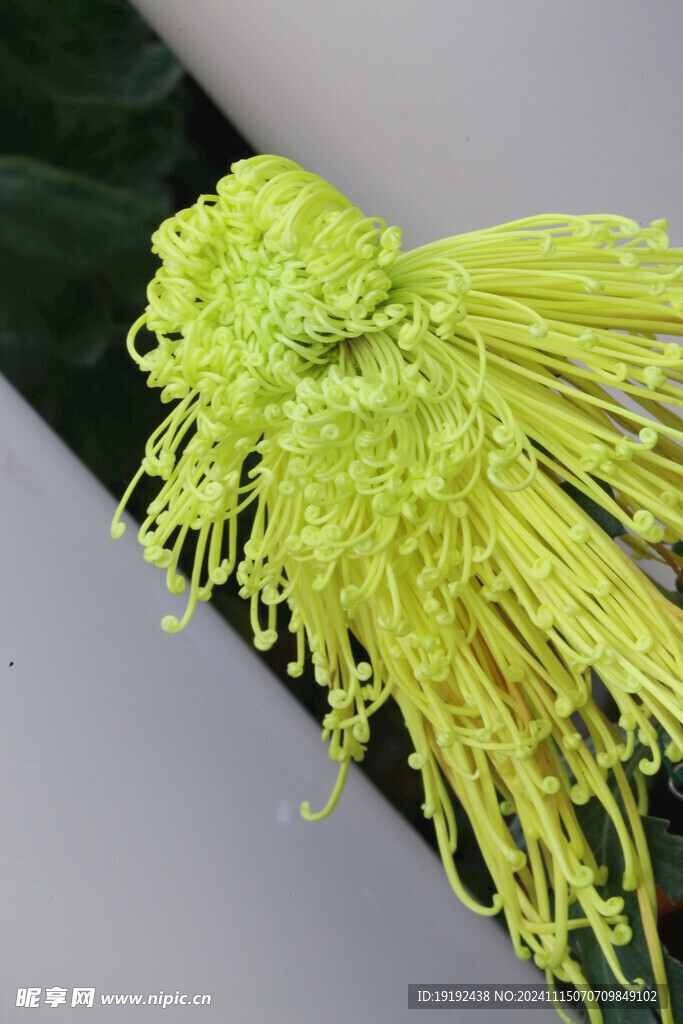 菊花 