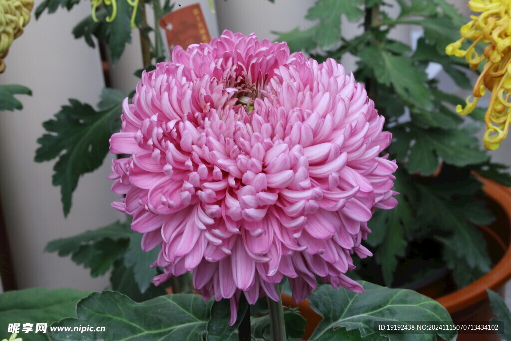 菊花  