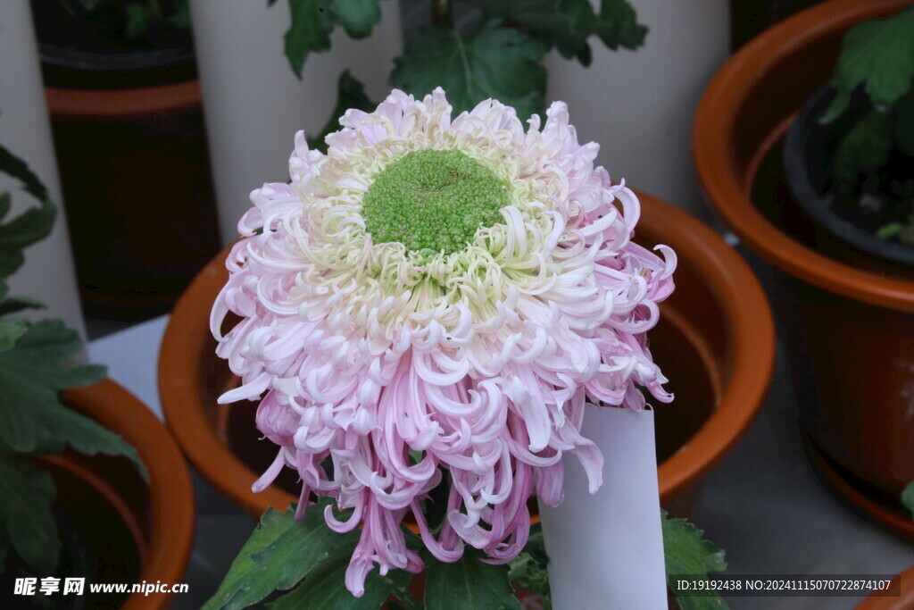 菊花 