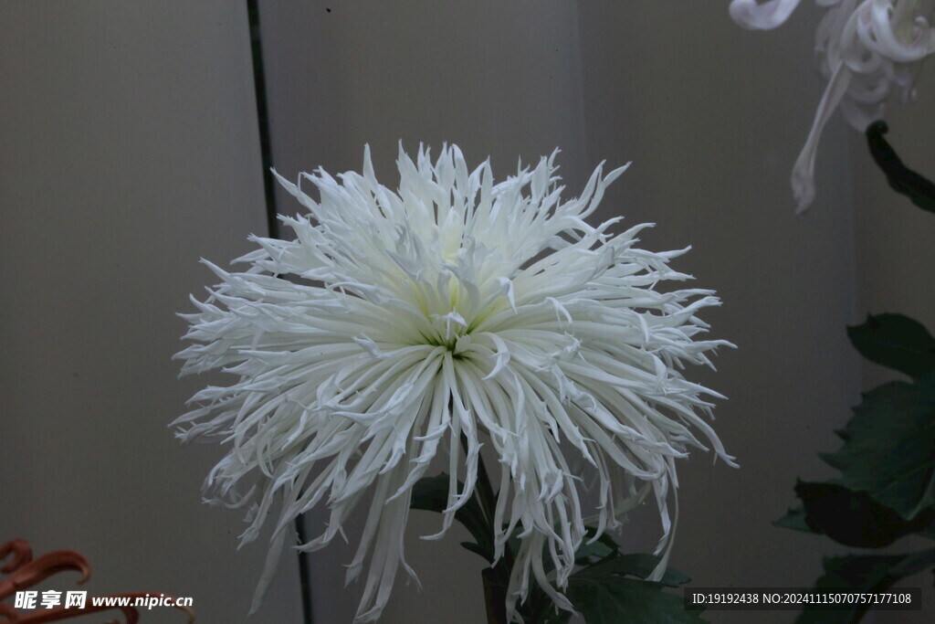 菊花  
