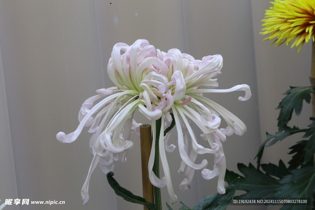 菊花  