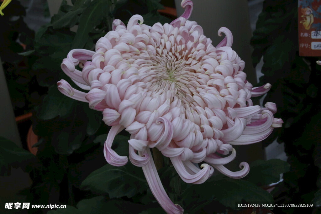 菊花 