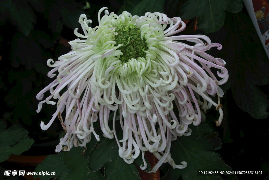 菊花 