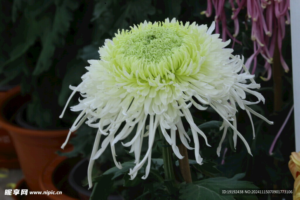 菊花 
