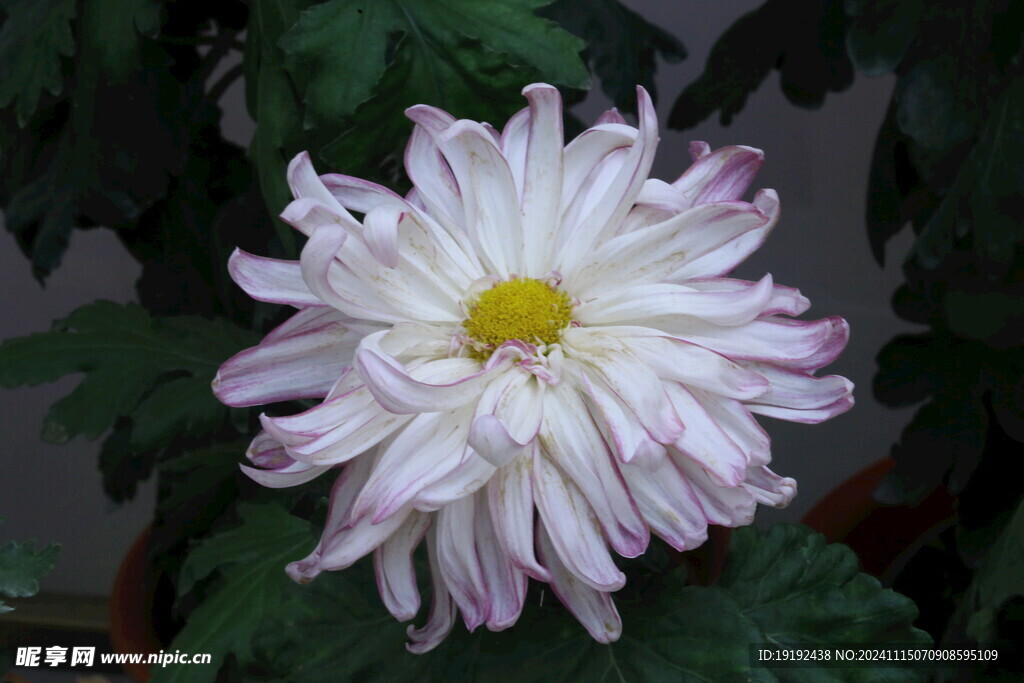 菊花  