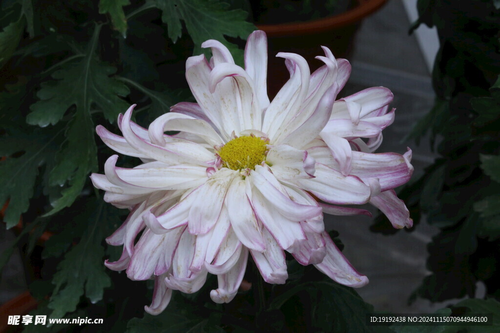 菊花  