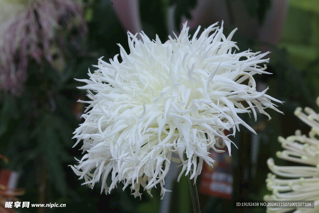 菊花  