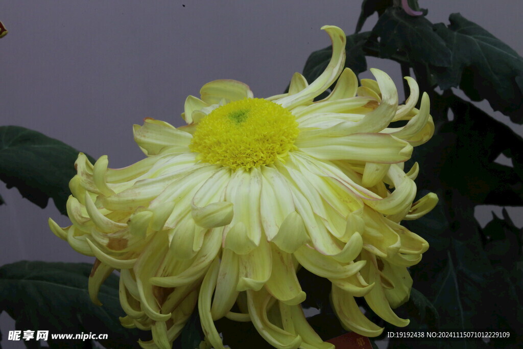菊花 