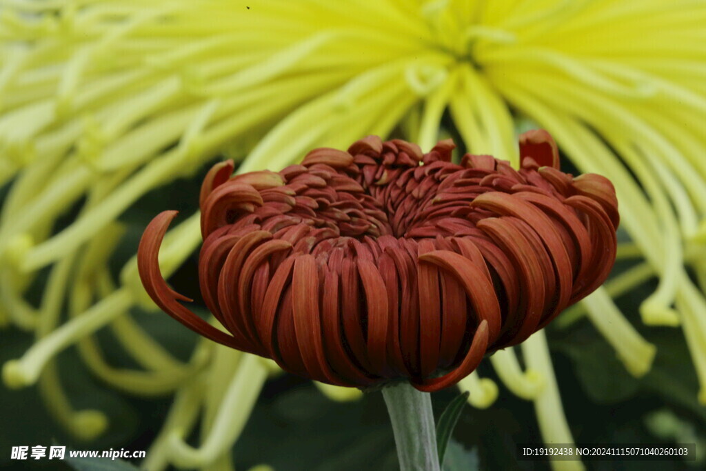 菊花 