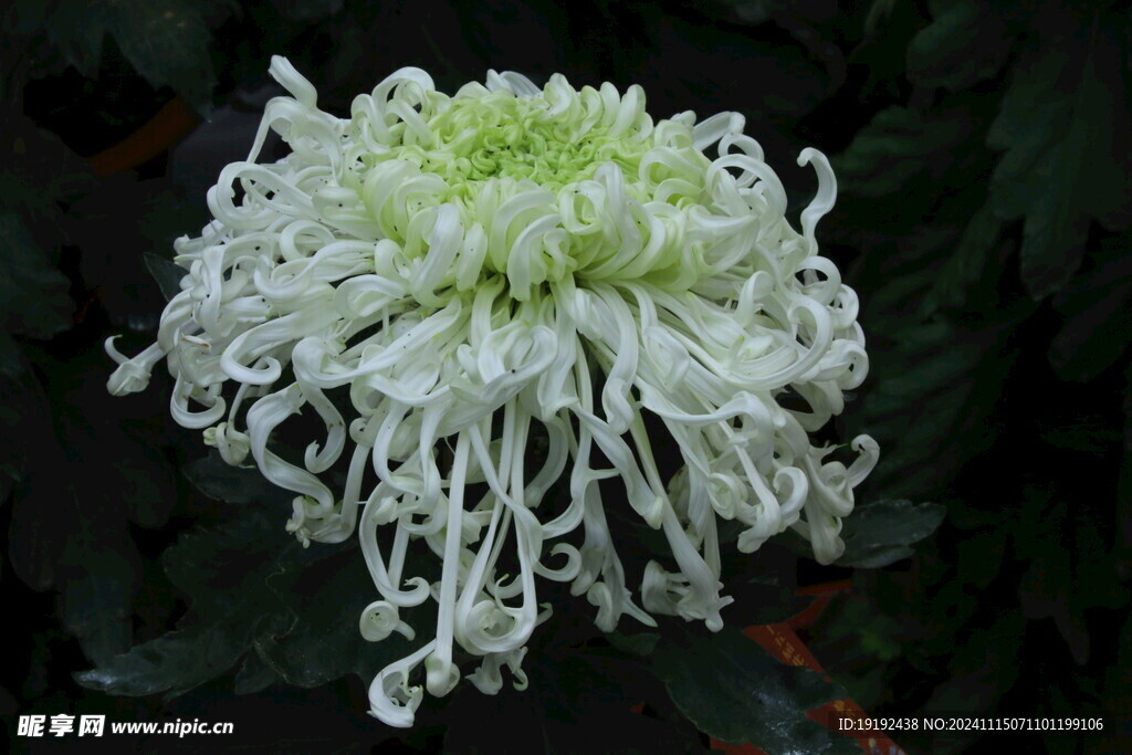 菊花 