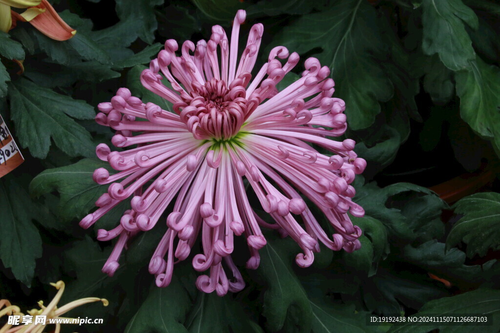 菊花  