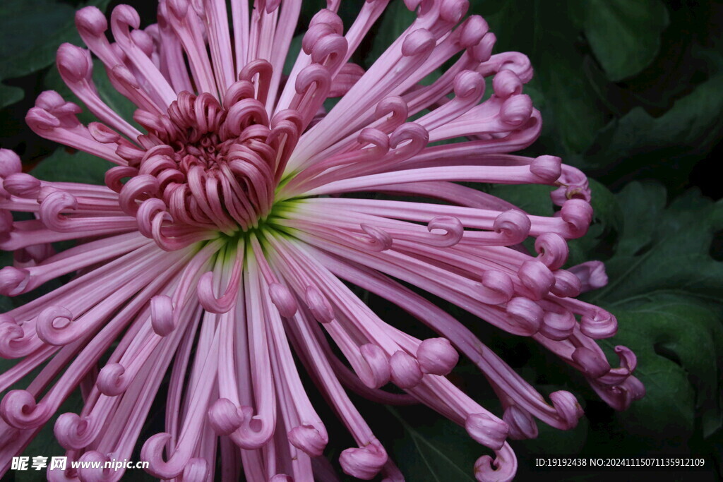 菊花 