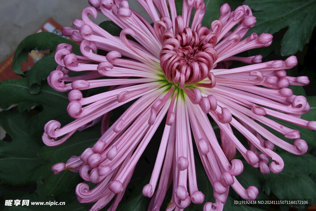 菊花 