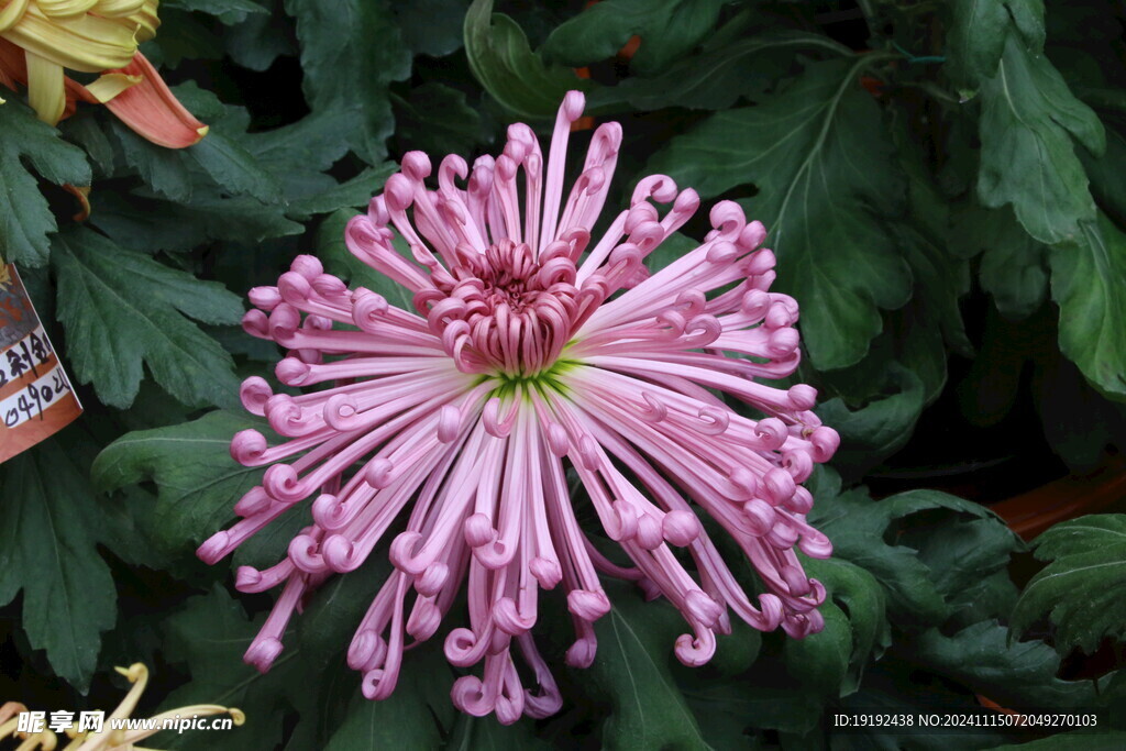 菊花 