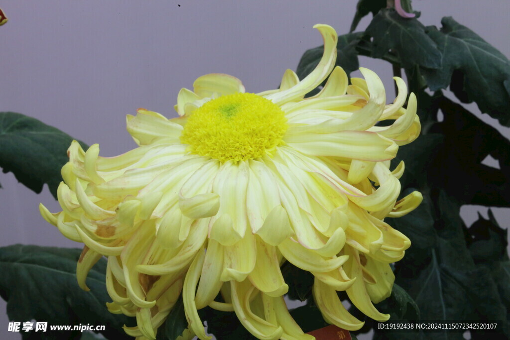 菊花 