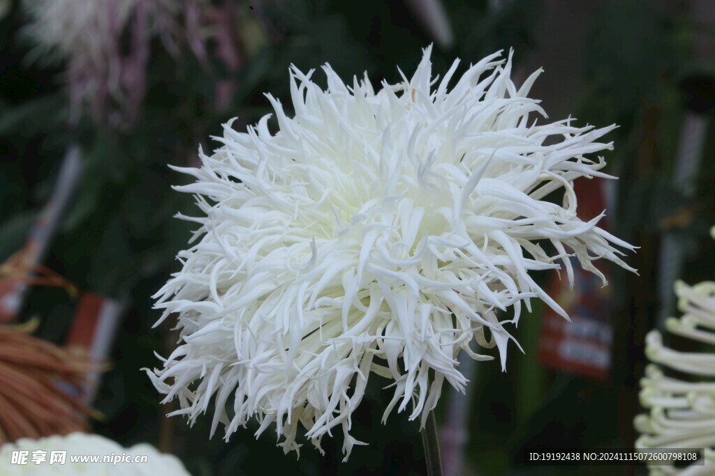 菊花  