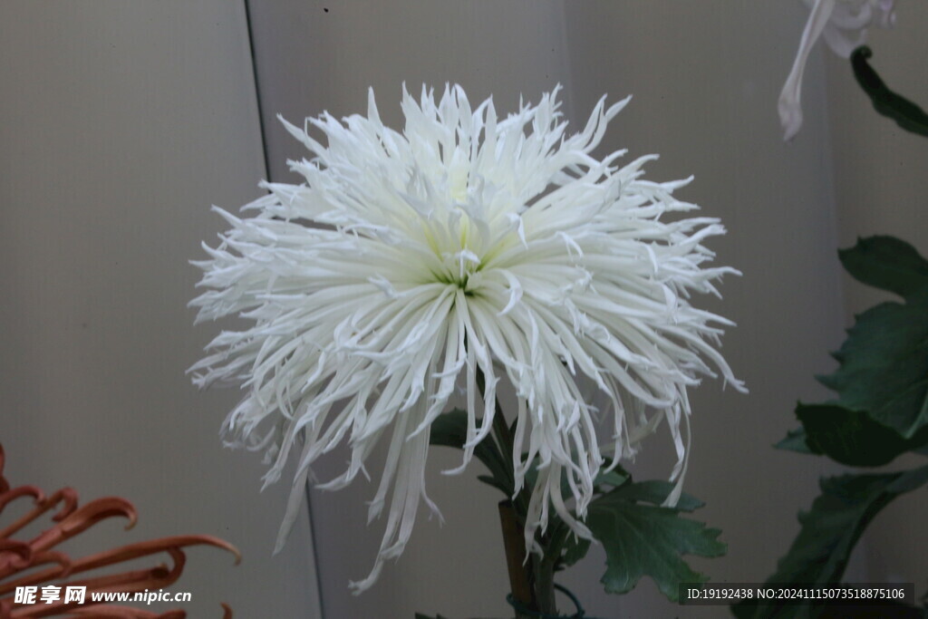 菊花 