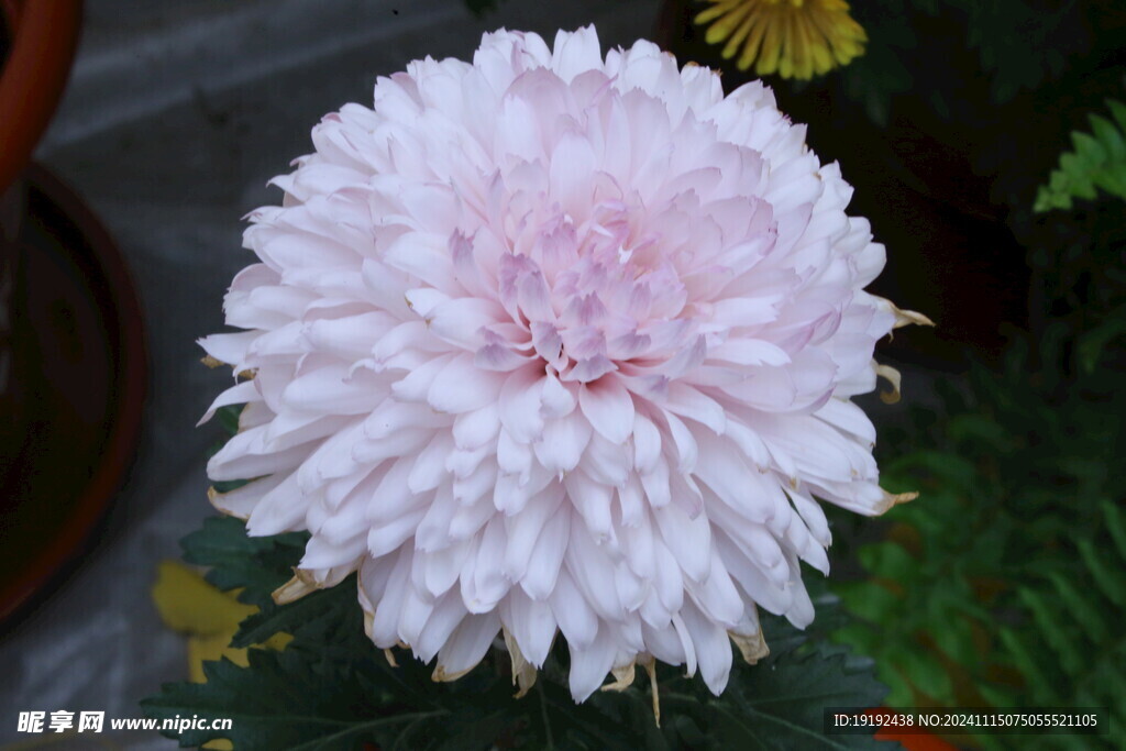 菊花  