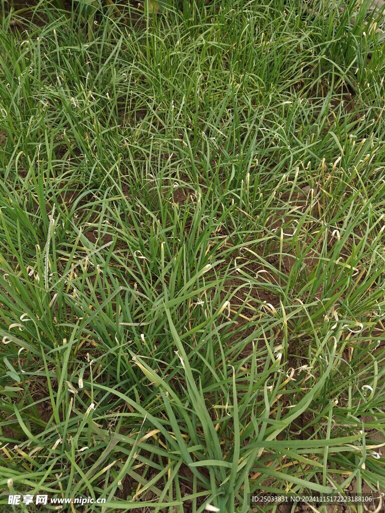 韭菜种植 