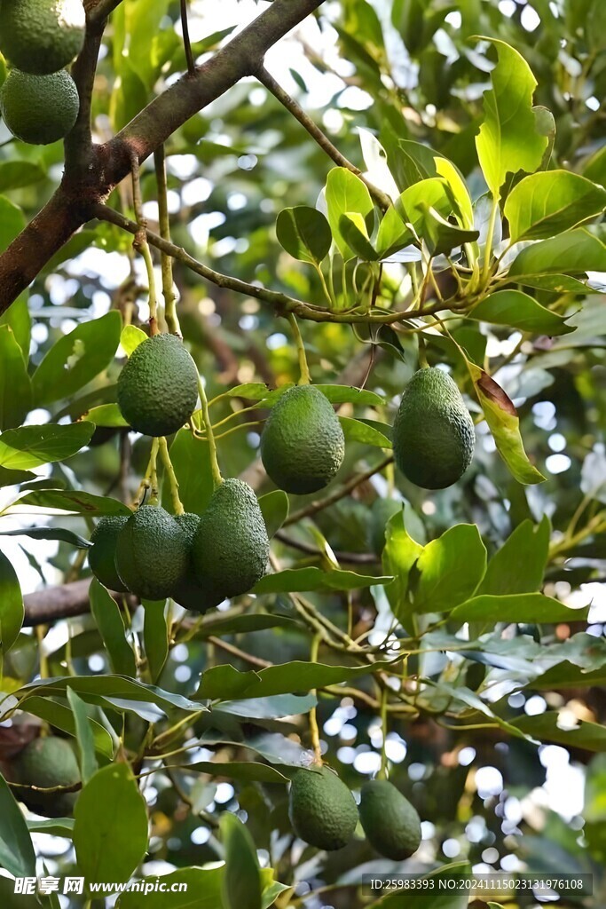 牛油果栽培