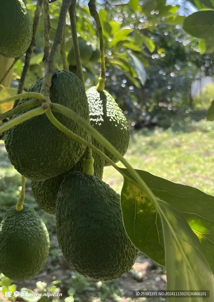 牛油果栽培