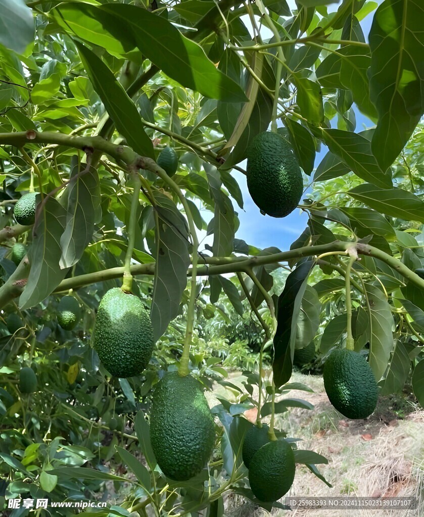 牛油果栽培