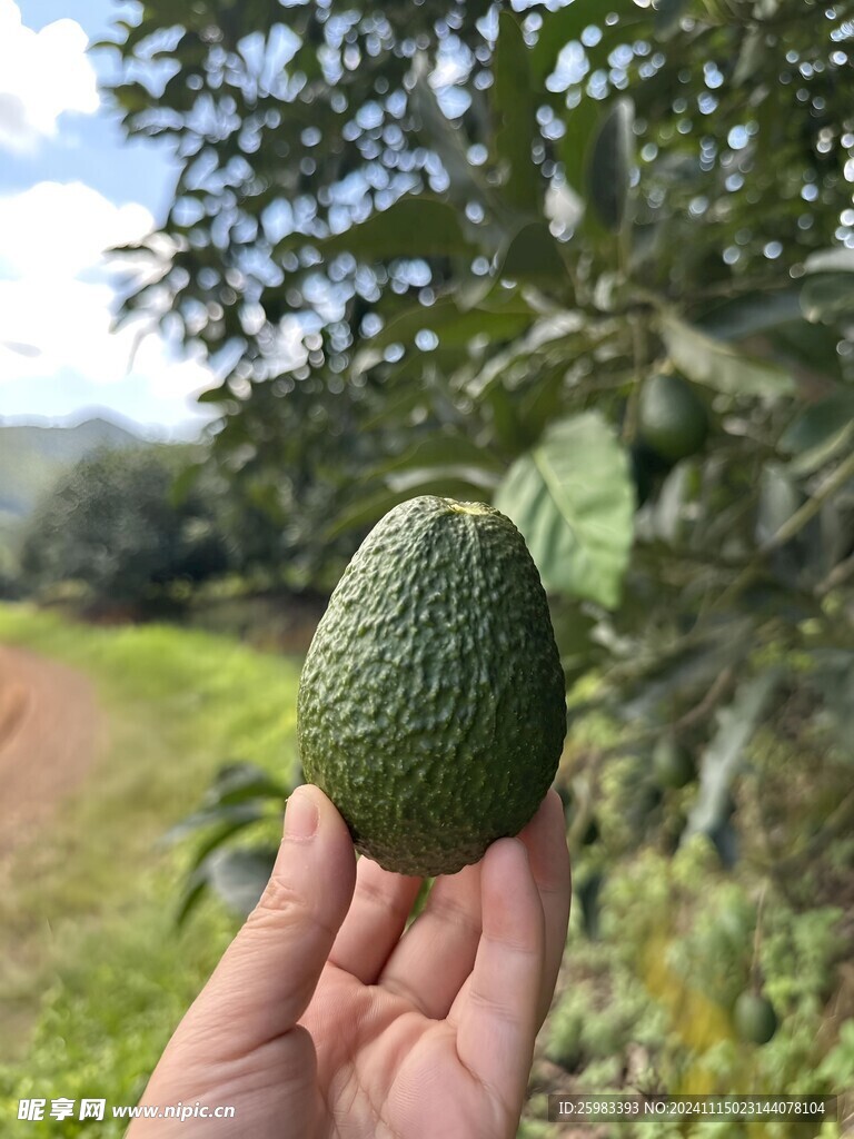 牛油果栽培