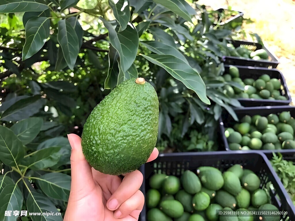 牛油果栽培