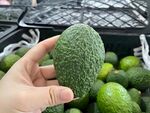 牛油果栽培