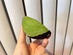 牛油果