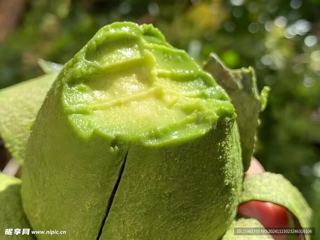 牛油果