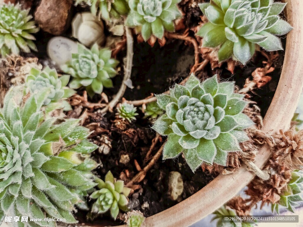 多肉植物  