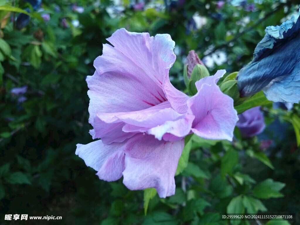 木槿花  