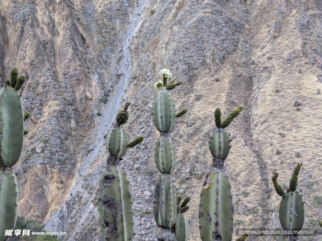 仙人掌  