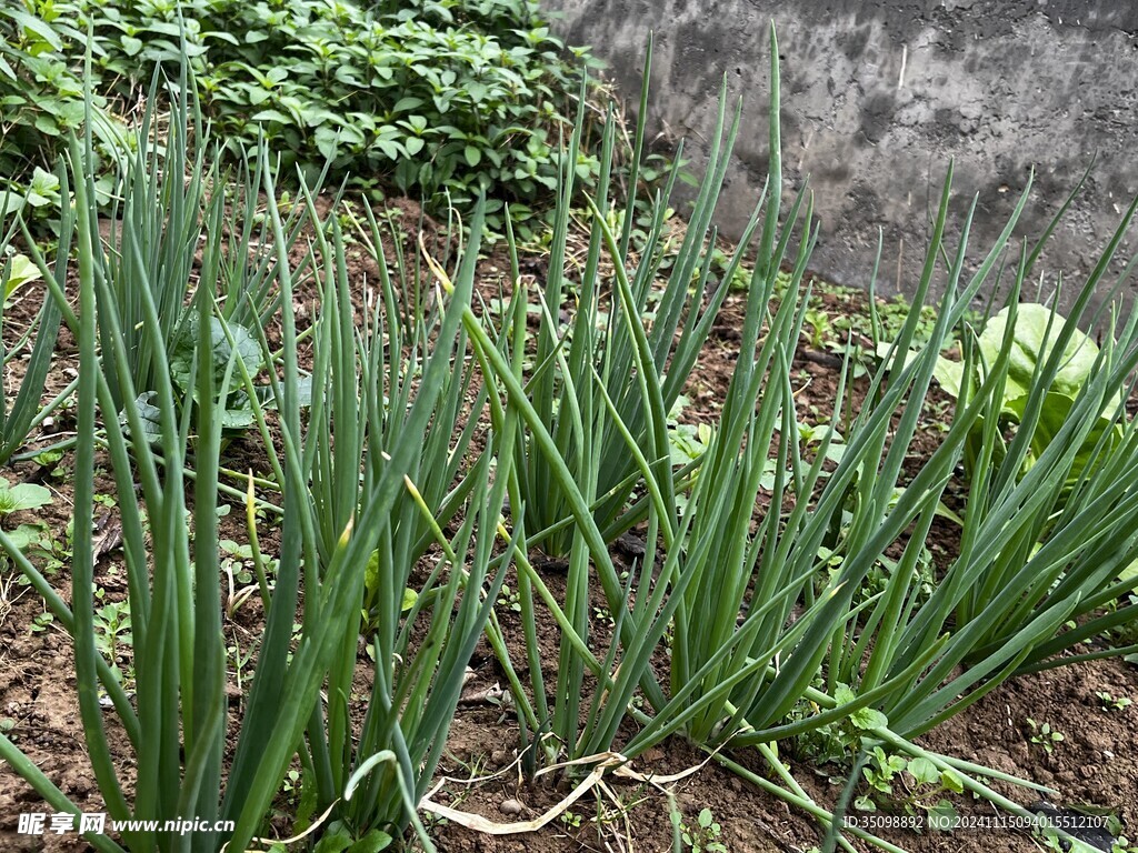 葱